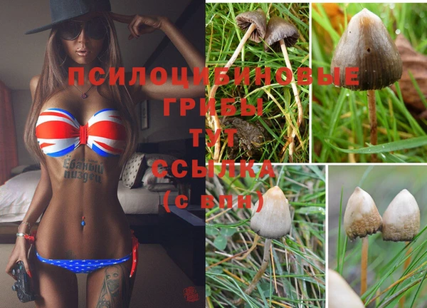 spice Карпинск